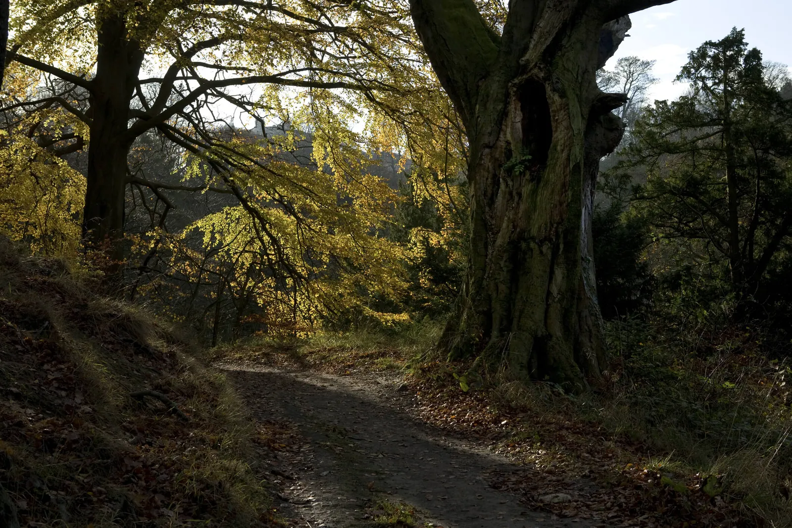 Pathway in Castle Eden Dene in the County of Durham UK during autumn